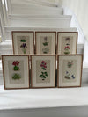 Twelve botanic engravings in marquetry frames