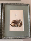 Twenty illustrations of birds' nests with their egg