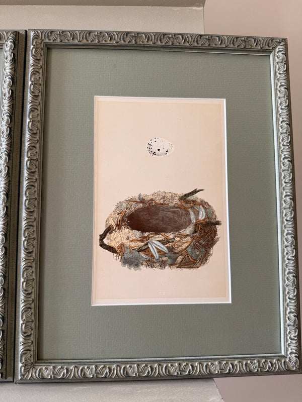 Twenty illustrations of birds' nests with their egg