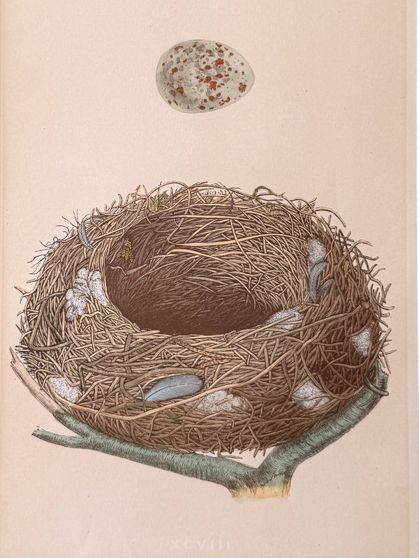 Twenty illustrations of birds' nests with their egg