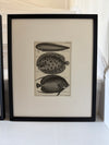 Pair of black and white 1870s engravings of fish