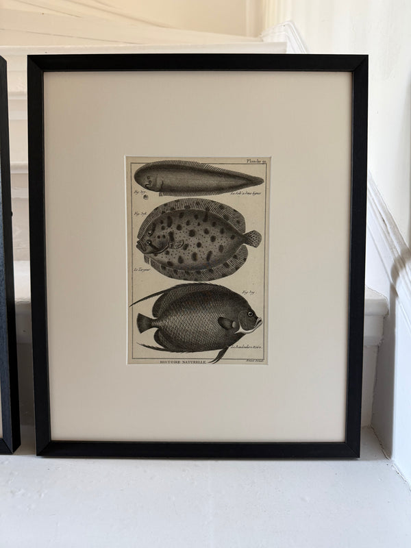 Pair of black and white 1870s engravings of fish