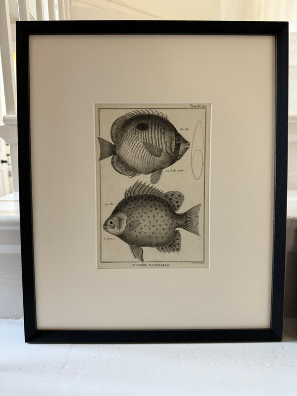 Pair of black and white 1870s engravings of fish