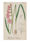 Iris I
