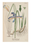 Iris II