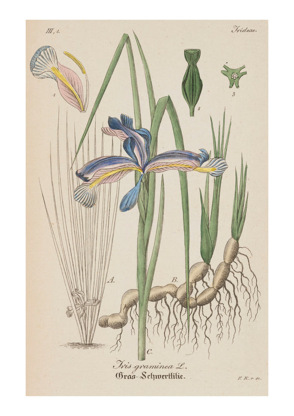 Iris II