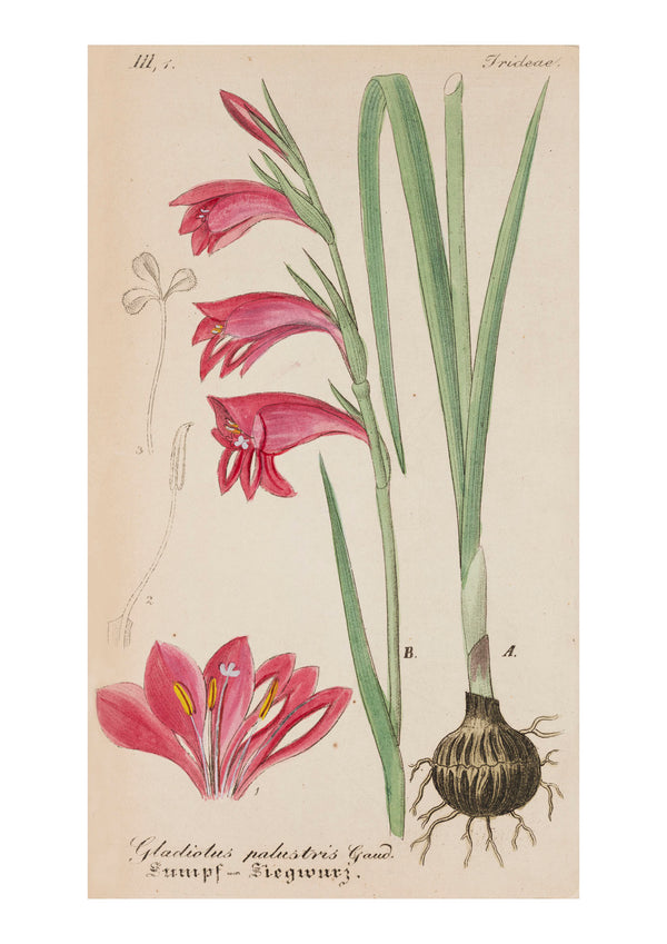 Iris IV