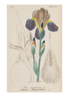 Iris V
