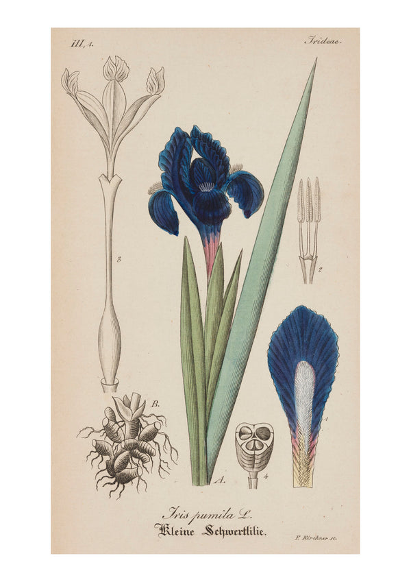 Iris VI