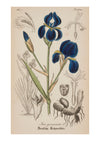 Iris VIII