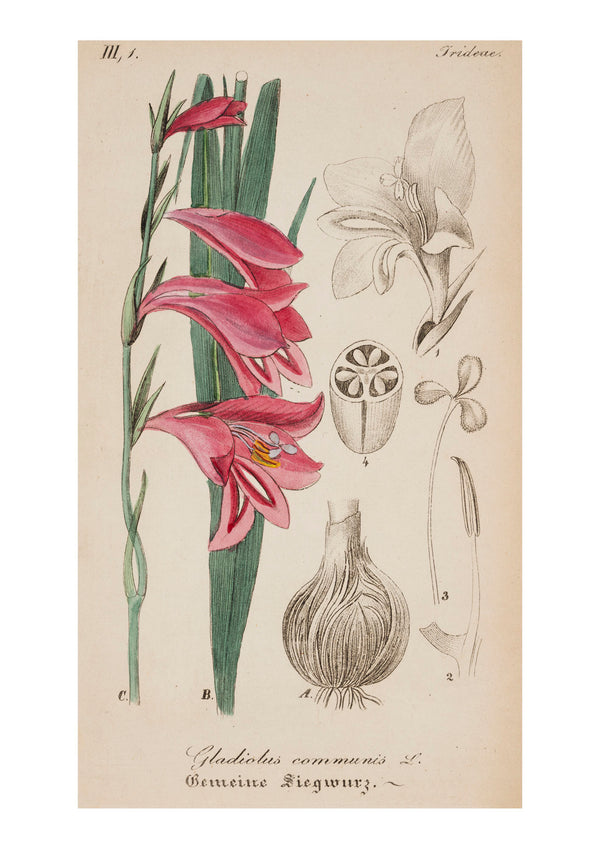 Iris IX