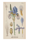 Iris X