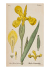 Iris XI