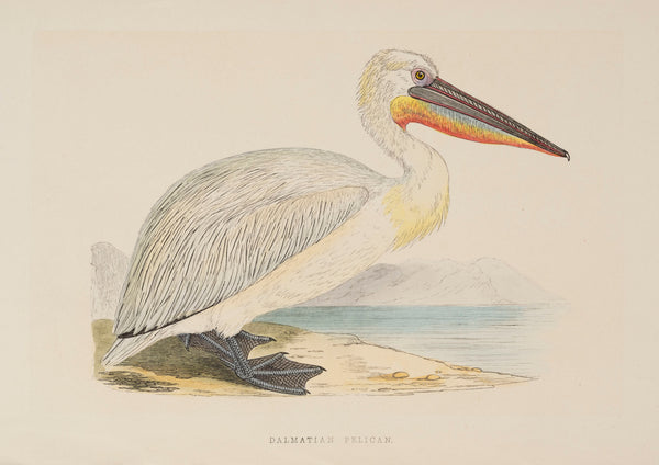 The Pelican and The Puffin