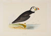 The Pelican and The Puffin