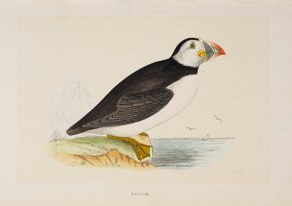 The Pelican and The Puffin