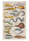 Sea Life II