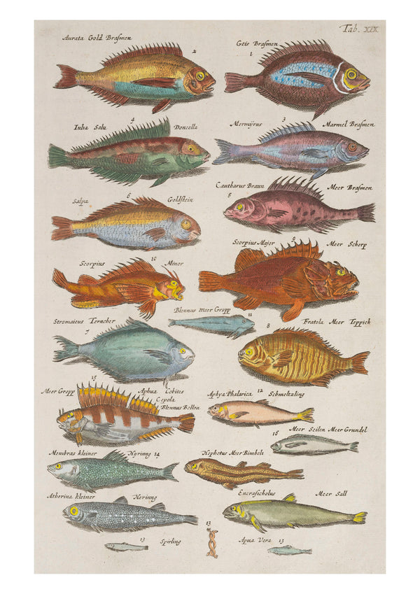 Sea Life III