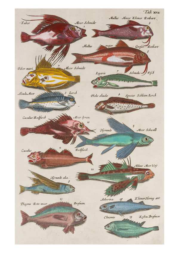 Sea Life IV