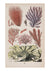 Seaweed II
