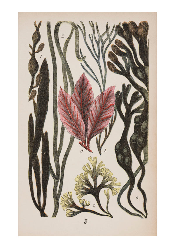 Seaweed III
