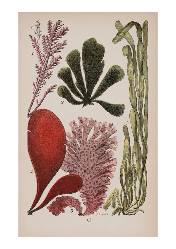 Seaweed IV