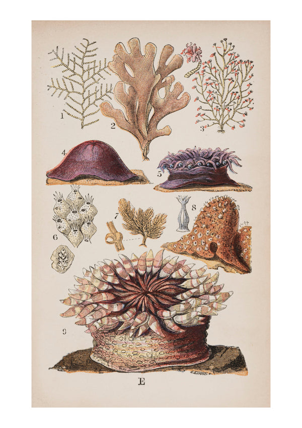 Seaweed V