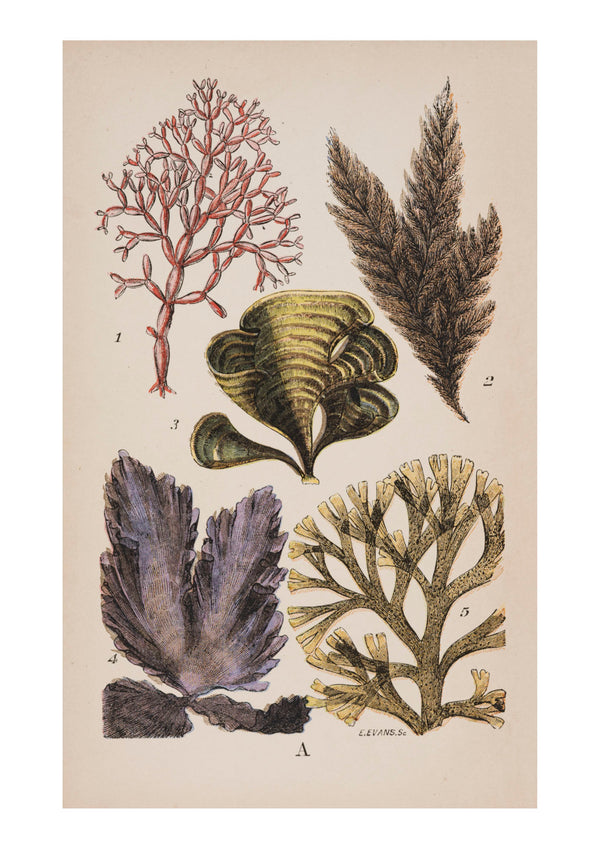Seaweed VI