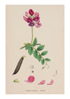 Sweet Pea I