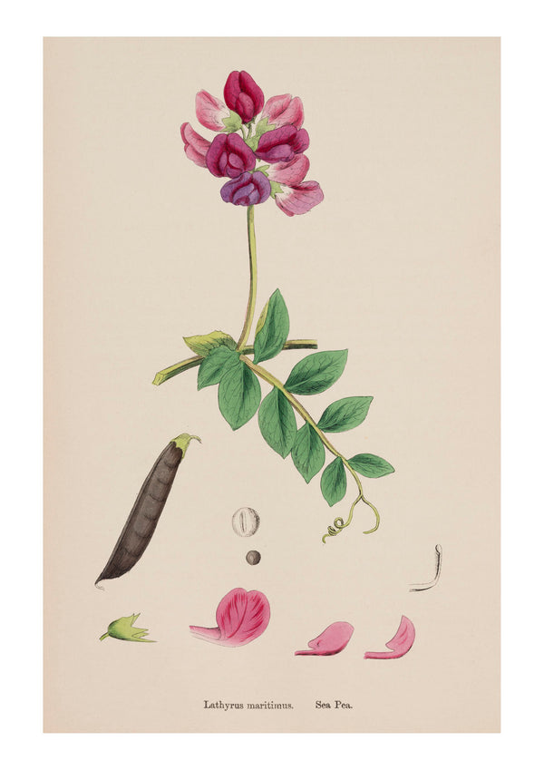 Sweet Pea I