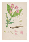 Sweet Pea III