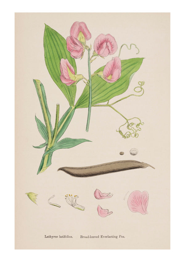 Sweet Pea III