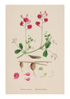 Sweet Pea IV