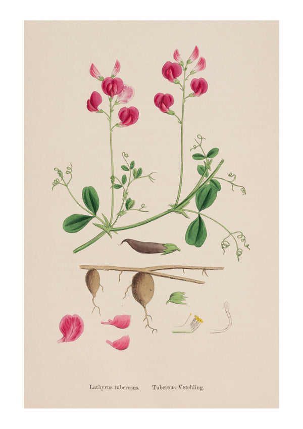 Sweet Pea IV