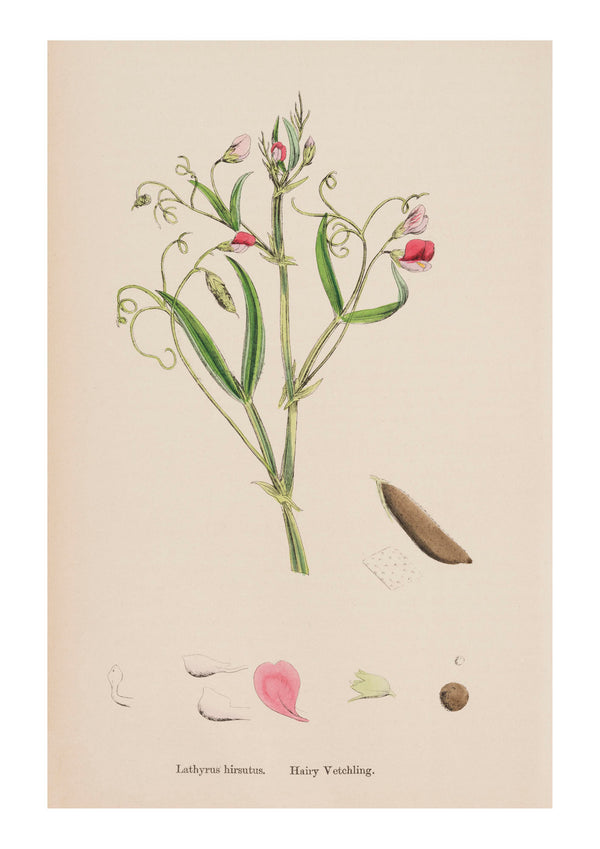 Sweet Pea VI
