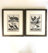 Black and white engravings of Guinea fowl and Pheasants