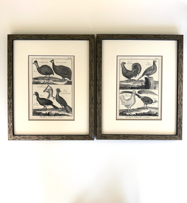 Black and white engravings of Guinea fowl and Pheasants