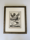 Black and white engravings of Guinea fowl and Pheasants