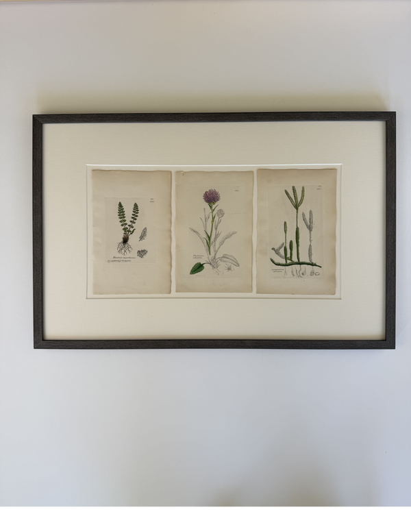 English botanical engravingfrom 1864